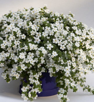 Bakopa previsnut� �YAKIMA�GIGA WHITE�, kont. 0,5 l