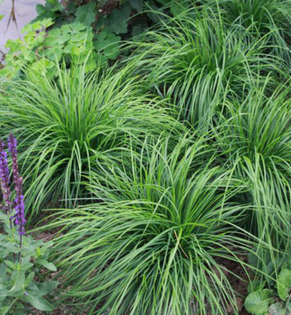 Ostrica jarn THE BEATLES, kont. 0,5 l