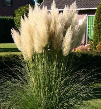 Kortad�ria - pampov� tr�va biela �PUMILA� 20-30 cm, kont. 2 l