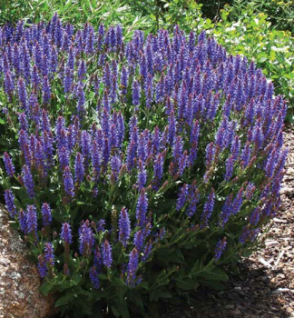 �alvia h�jna �BLUE FIELD�� kont. 0,5 l