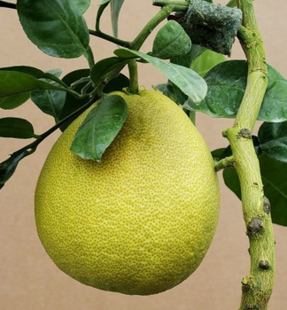 Citrus grandis (pomelo) ´SIAMENSIS´ 30-40 cm, kont. 2 l