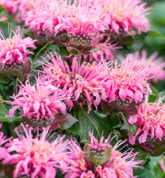 Monarda podvojn� �BEE�LIEVE�, kont. 0,5 l