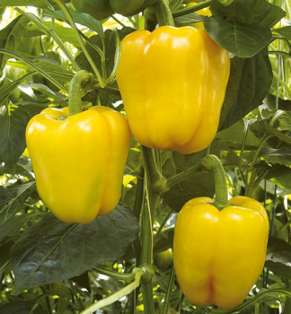 Paprika sladk� �SWEET BELLS YELLOW�, kont. 1 l