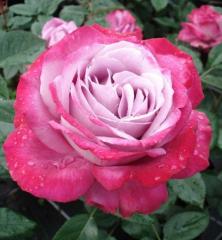 Ruža veľkokvetá kríková ´BLUE RIVER®´* 50-60 cm, kont. 3 l