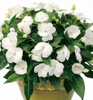 Net�kavka vzpriamen� �IMPACIO WHITE��, kont. 1 l