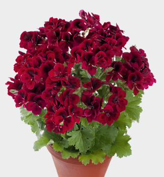 Pelarg�nia ve�kokvet� �CANDY FLOWERS� DARK RED�, kont. 0,5 l