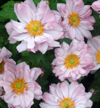 Veternica hybridn� �MONTE ROSE� kont. 1 l