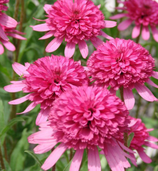 Echinacea hybridn� �SOUTHERN BELLE�� kont. 0,5 l
