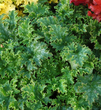Heuchera hybridn� �APPLE CRISP��, kont. 0,5 l