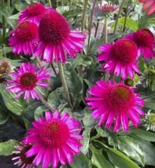 Echinacea hybridn DELICIOUS CANDY kont. 1 l