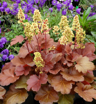 Heuchera hybridn� �LITTLE CUTIE BLONDIE��, kont. 0,5 l
