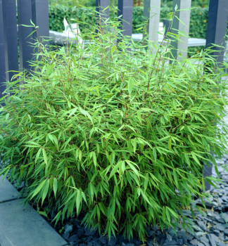 Bambus dáždnikovitý / Fargesia rufa 40-50 cm, kont. 2,5 l