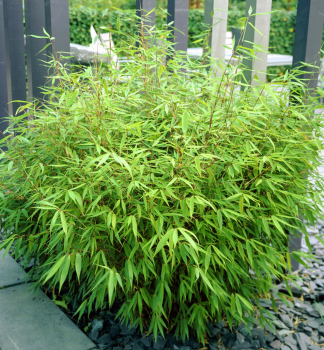Bambus dáždnikovitý / Fargesia rufa 60-80 cm, kont. 2,5 l