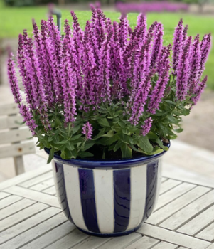 �alvia h�jna �PINK RIANNE� kont. 0,5 l