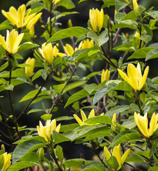 Magn�lia hybridn� �DAPHNE� na kmienku 180 cm, kont. 15 l