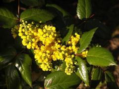 Obr�zok (6)