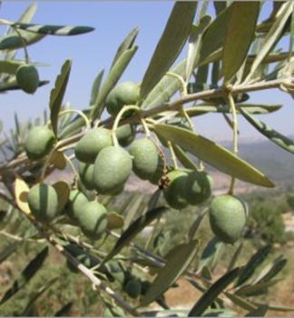 Olivovník európsky 40-50 cm, kont. 1,5 l
