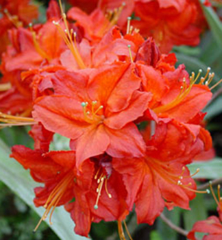 Azalka ve�kokvet� �SATAN� 70-80 cm, kont. 2,5 l