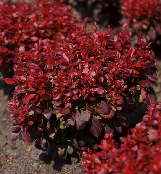 Dr Thunbergov LUTIN ROUGE 20-30 cm, kont. 2 l