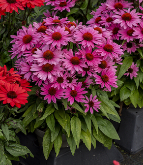 Echinacea purpurov� �CHARMING PINK�, kont. 0,5 l
