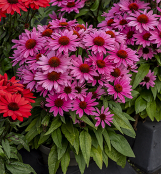 Echinacea purpurov� �CHARMING PINK�, kont. 0,5 l