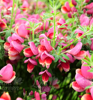 Obr�zok (6)