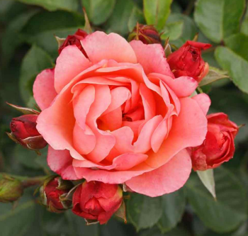 Ru�a mnohokvet� �AMBER BAY�� ** Tantau, kont. 2 l
