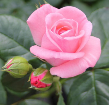 Ru�a ve�kokvet� kr�kov� �THE QUEEN ELIZABETH ROSE�� ** Tantau, kont. 2 l