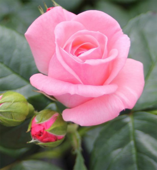 Ru�a ve�kokvet� kr�kov� �THE QUEEN ELIZABETH ROSE�� ** Tantau, kont. 2 l