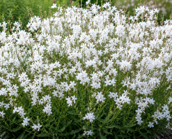 Gaura Lindheimerova �EMMELINE WHITE� kont. 0,5 l