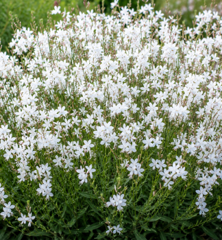 Gaura Lindheimerova �EMMELINE WHITE� kont. 0,5 l