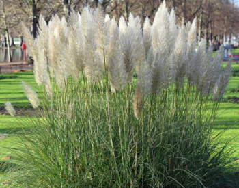 Kortad�ria - pampov� tr�va biela �WHITE FEATHER� kont. 1 l