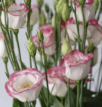Eustoma grandiflorum (Lisianthus), 4 ks v multiplate