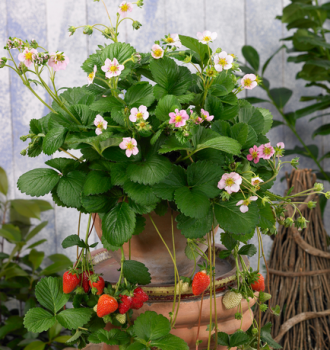 Jahoda st�lerodiaca �ROMAN� kont. 0,5 l