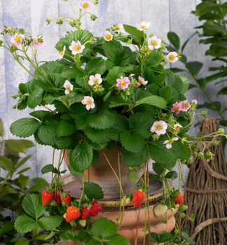 Jahoda st�lerodiaca �ROMAN� kont. 0,5 l