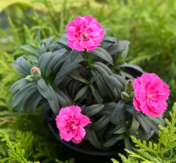 Obr�zok
