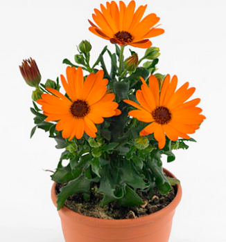 Osteospermum (africk� sedmokr�ska) �MARGARITA ORANGE�, kont. 0,5 l