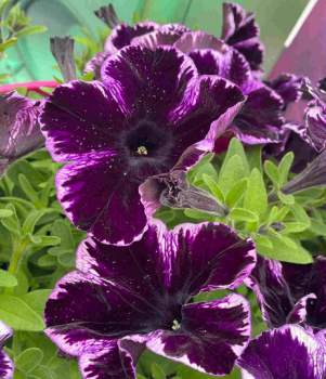 Pet�nia vzpriamen� �CRAZYTUNIA COSMIC VIOLET�, kont. 0,5 l