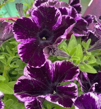 Pet�nia vzpriamen� �CRAZYTUNIA COSMIC VIOLET�, kont. 0,5 l