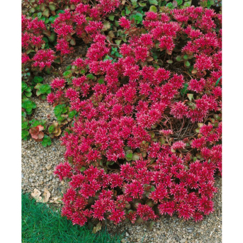 Obr�zok (1)