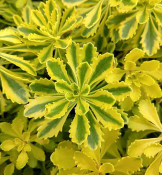 Rozchodnk kamatsk THE EDGE, kont. 0,5 l