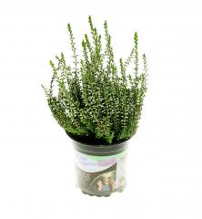 Obr�zok (3)