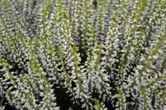 Obr�zok (1)