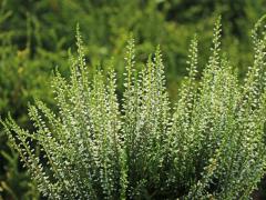 Obr�zok (4)