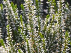 Obr�zok (2)