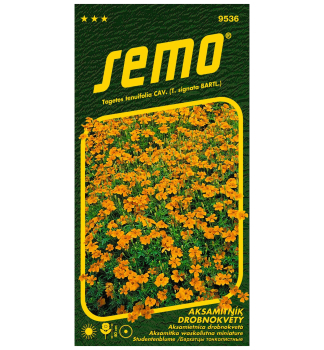 Semen - AKSAMIETNICA DROBNOKVET, oranov