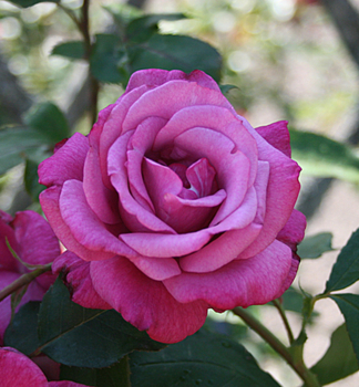 Ru�a strom�ekov� �LILA WUNDER� na kmienku 90 cm, kont. 7,5 l