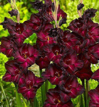 Mek (Gladiolus) BLACK STAR, 6 ks v balen