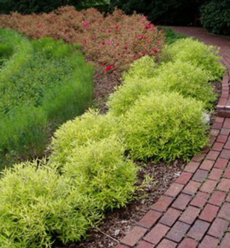 Bradavec klandonsk� �WORCESTER GOLD� 20-30 cm, kont. 1,4 l