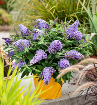 Budleja Dvidova BUTTERFLY CANDY LILA SWEET 20-30 cm, kont. 2,5 l